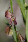 Showy milkwort